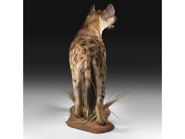 Spotted hyena (crocuta crocuta) full mount, taxidermy trophy, h 92 cm - afbeelding 6 van  9