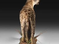Spotted hyena (crocuta crocuta) full mount, taxidermy trophy, h 92 cm - afbeelding 6 van  9
