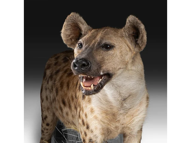 Spotted hyena (crocuta crocuta) full mount, taxidermy trophy, h 92 cm - afbeelding 7 van  9