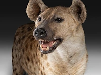 Spotted hyena (crocuta crocuta) full mount, taxidermy trophy, h 92 cm - afbeelding 7 van  9