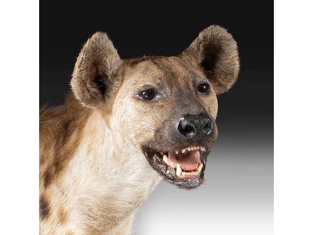 Spotted hyena (crocuta crocuta) full mount, taxidermy trophy, h 92 cm - afbeelding 8 van  9