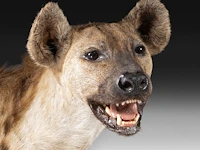 Spotted hyena (crocuta crocuta) full mount, taxidermy trophy, h 92 cm - afbeelding 8 van  9