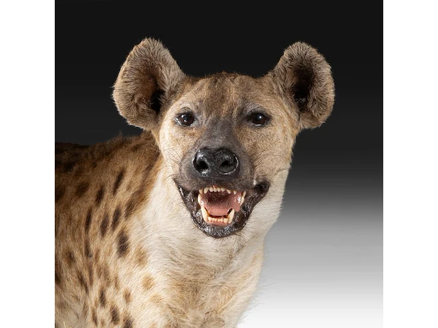 Spotted hyena (crocuta crocuta) full mount, taxidermy trophy, h 92 cm - afbeelding 9 van  9