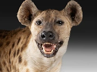 Spotted hyena (crocuta crocuta) full mount, taxidermy trophy, h 92 cm - afbeelding 9 van  9