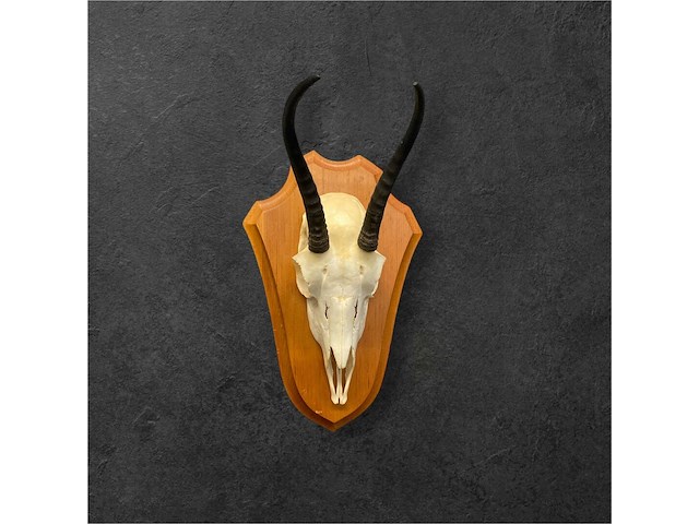 Springbok - schedel met hoorns - zuid-afrika - afbeelding 1 van  3