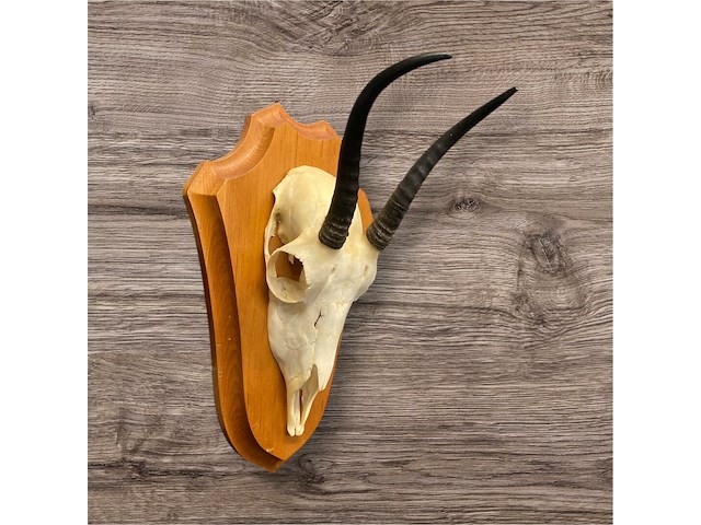 Springbok - schedel met hoorns - zuid-afrika - afbeelding 2 van  3