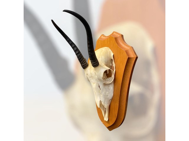 Springbok - schedel met hoorns - zuid-afrika - afbeelding 3 van  3