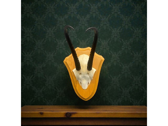 Springbok - schedel met hoorns - zuid-afrika - afbeelding 2 van  7