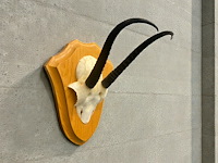 Springbok - schedel met hoorns - zuid-afrika - afbeelding 3 van  7