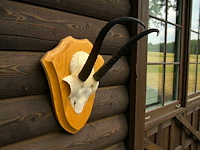 Springbok - schedel met hoorns - zuid-afrika - afbeelding 4 van  7