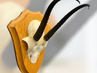 Springbok - schedel met hoorns - zuid-afrika - afbeelding 5 van  7