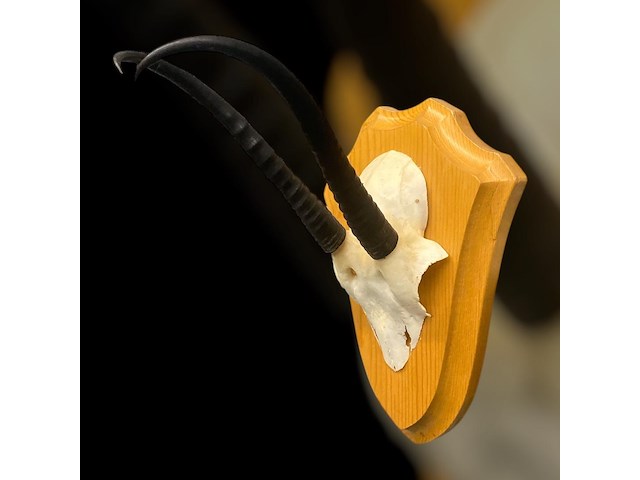 Springbok - schedel met hoorns - zuid-afrika - afbeelding 7 van  7