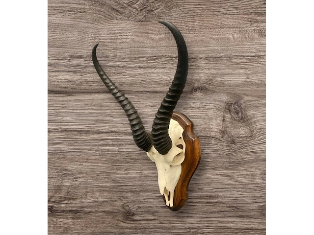 Springbok - schedel met hoorns - zuid-afrika - afbeelding 1 van  5