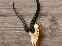 Springbok - schedel met hoorns - zuid-afrika - afbeelding 1 van  5