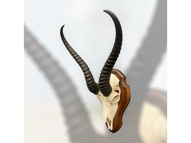 Springbok - schedel met hoorns - zuid-afrika - afbeelding 2 van  5