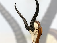 Springbok - schedel met hoorns - zuid-afrika - afbeelding 2 van  5