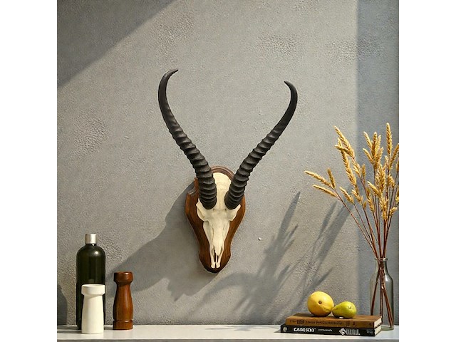 Springbok - schedel met hoorns - zuid-afrika - afbeelding 3 van  5