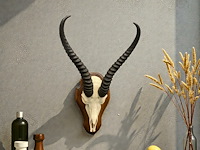 Springbok - schedel met hoorns - zuid-afrika - afbeelding 3 van  5