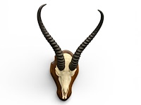 Springbok - schedel met hoorns - zuid-afrika - afbeelding 4 van  5