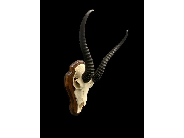 Springbok - schedel met hoorns - zuid-afrika - afbeelding 5 van  5