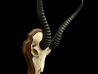 Springbok - schedel met hoorns - zuid-afrika - afbeelding 5 van  5