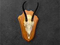 Springbok - schedel met hoorns - zuid-afrika - afbeelding 1 van  3