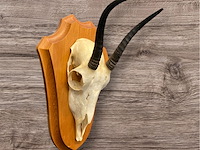 Springbok - schedel met hoorns - zuid-afrika - afbeelding 2 van  3