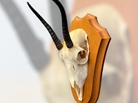 Springbok - schedel met hoorns - zuid-afrika - afbeelding 3 van  3