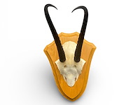 Springbok - schedel met hoorns - zuid-afrika - afbeelding 1 van  7