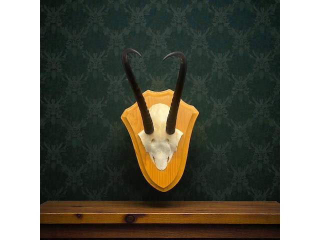 Springbok - schedel met hoorns - zuid-afrika - afbeelding 2 van  7