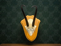 Springbok - schedel met hoorns - zuid-afrika - afbeelding 2 van  7