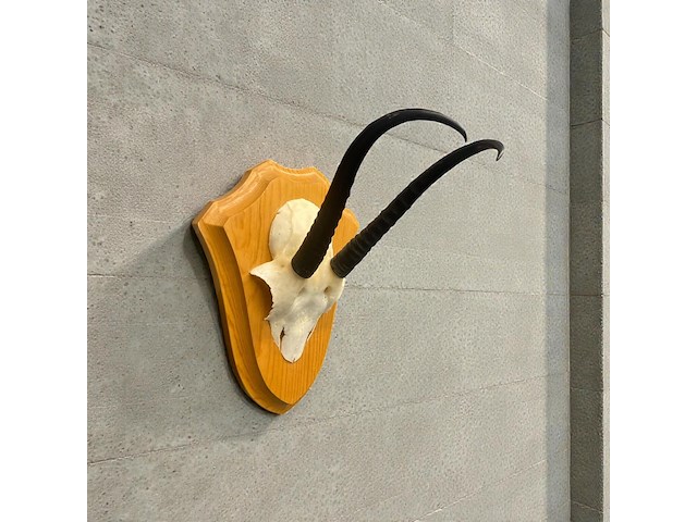 Springbok - schedel met hoorns - zuid-afrika - afbeelding 3 van  7