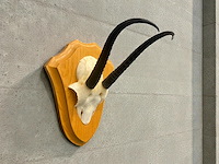 Springbok - schedel met hoorns - zuid-afrika - afbeelding 3 van  7