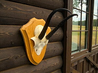 Springbok - schedel met hoorns - zuid-afrika - afbeelding 4 van  7