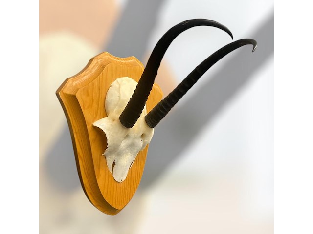 Springbok - schedel met hoorns - zuid-afrika - afbeelding 5 van  7