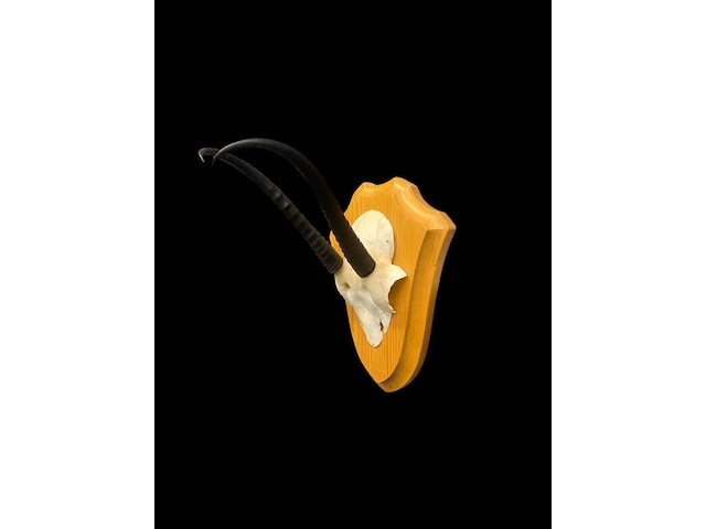 Springbok - schedel met hoorns - zuid-afrika - afbeelding 6 van  7