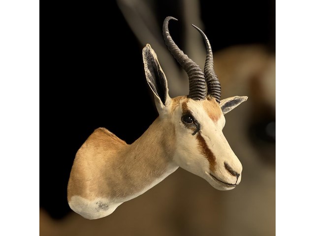 Springbok - zuid-afrika - afbeelding 1 van  6