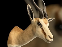 Springbok - zuid-afrika - afbeelding 1 van  6