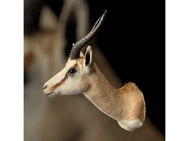 Springbok - zuid-afrika - afbeelding 2 van  6