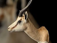 Springbok - zuid-afrika - afbeelding 2 van  6