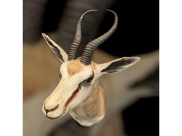 Springbok - zuid-afrika - afbeelding 3 van  6