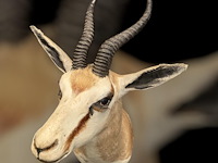 Springbok - zuid-afrika - afbeelding 3 van  6