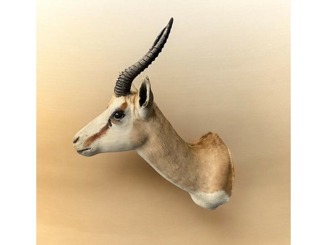 Springbok - zuid-afrika - afbeelding 4 van  6