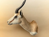 Springbok - zuid-afrika - afbeelding 4 van  6