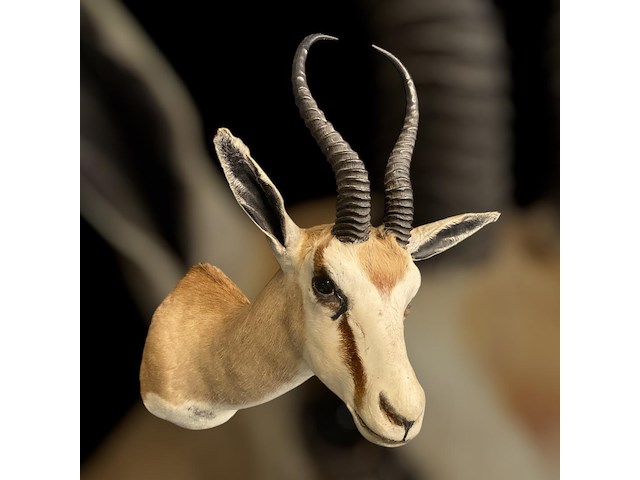 Springbok - zuid-afrika - afbeelding 5 van  6