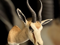 Springbok - zuid-afrika - afbeelding 5 van  6