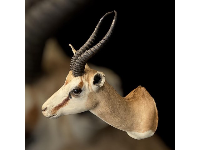 Springbok - zuid-afrika - afbeelding 6 van  6