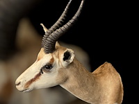 Springbok - zuid-afrika - afbeelding 6 van  6