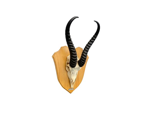 Springbok - zuid-afrika - afbeelding 1 van  4