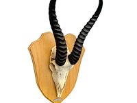 Springbok - zuid-afrika